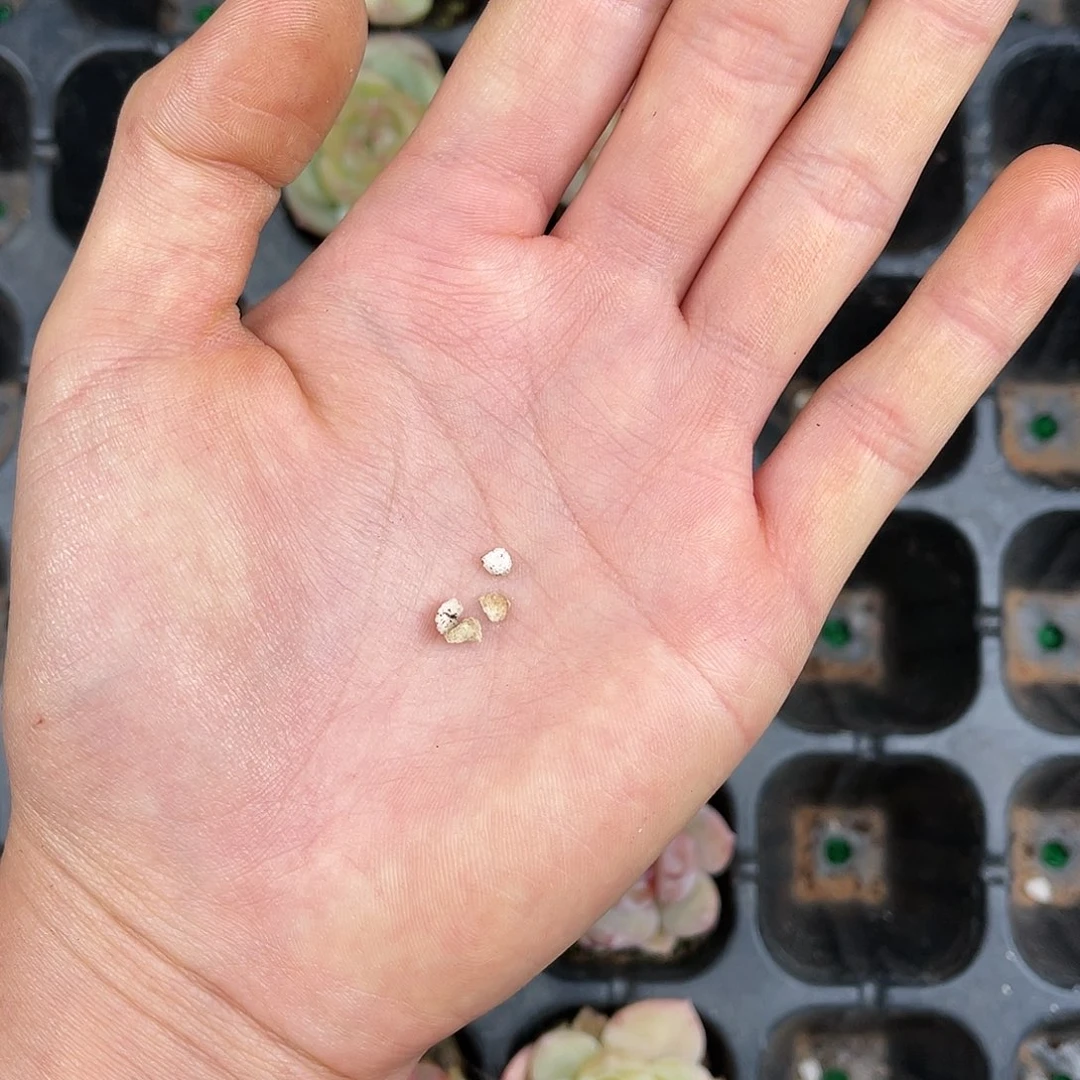 带珍珠岩的进口土10升