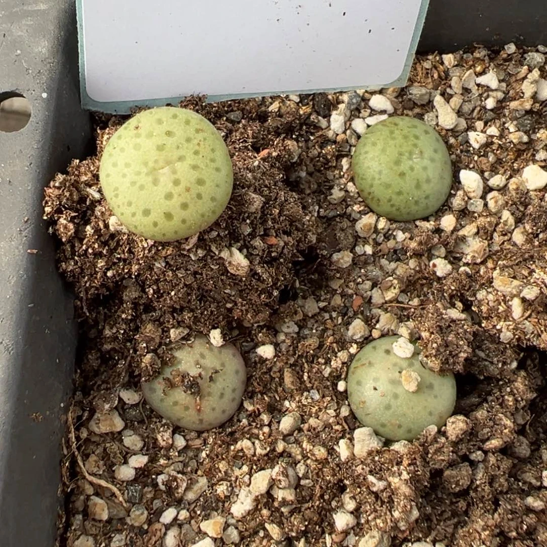 17-28量拍大饼肉锥一颗