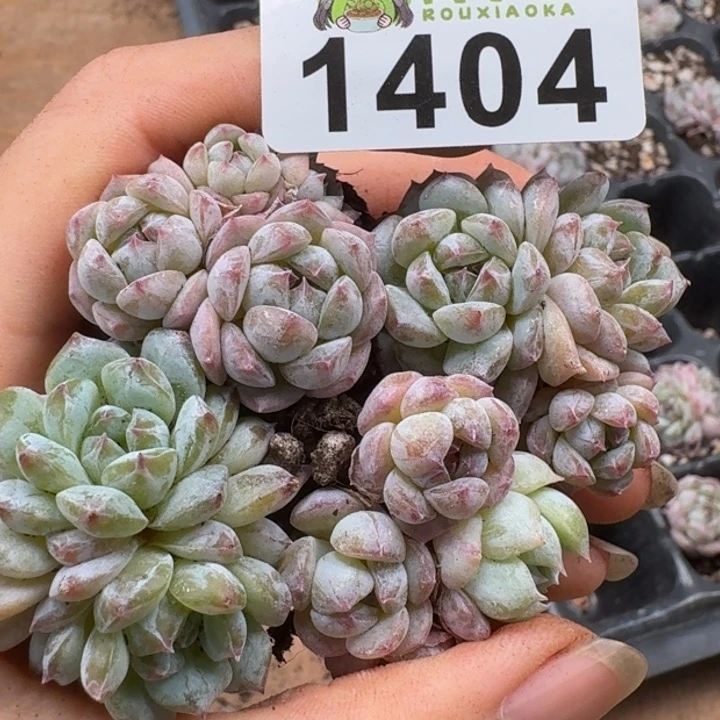 无花朵多肉植物多肉植物