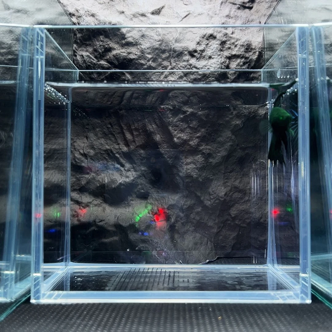 斗鱼精品精品精品精品