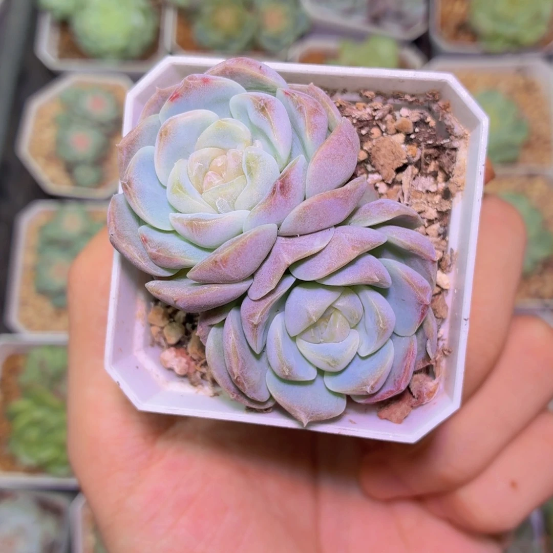尛***孽良辰双头多肉植物