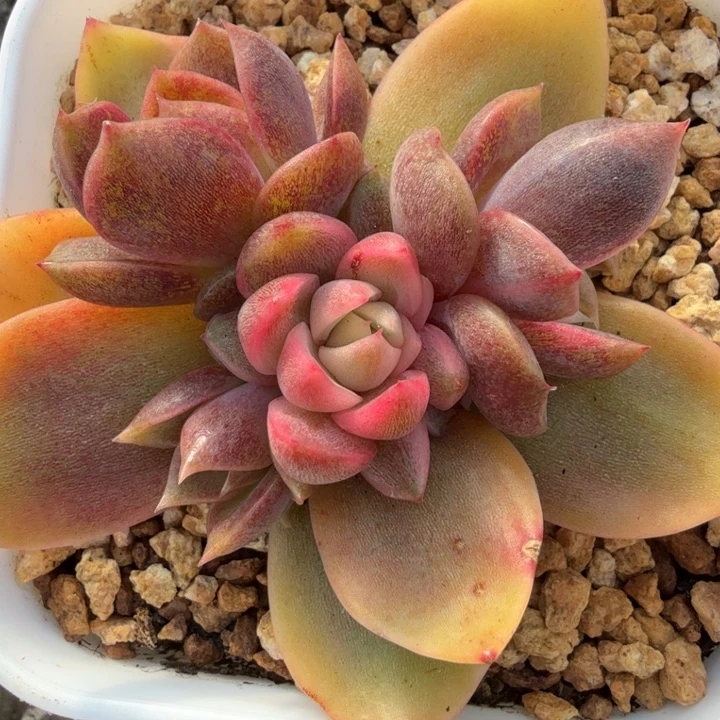 紫水晶锦腹轮锦朵朵