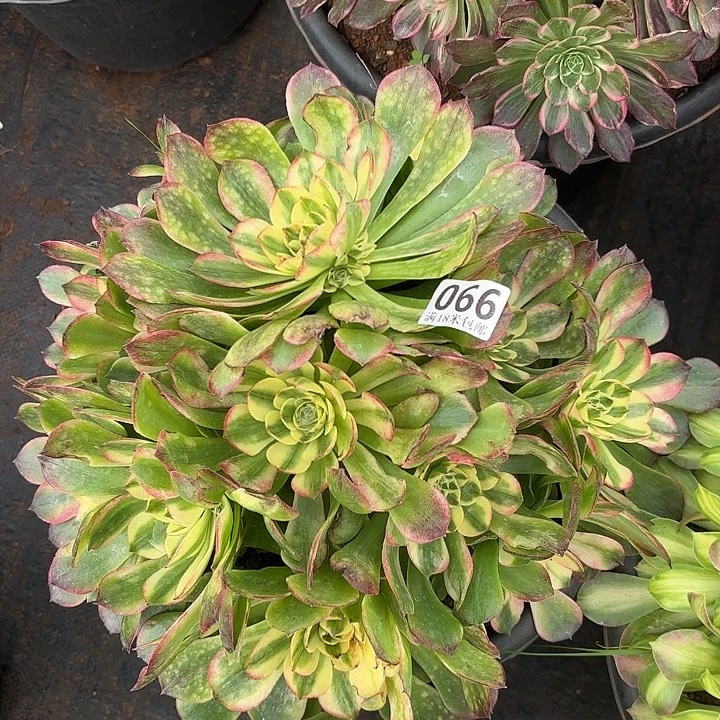 066海仙捧花诺米多肉法师锦不包侧枝断