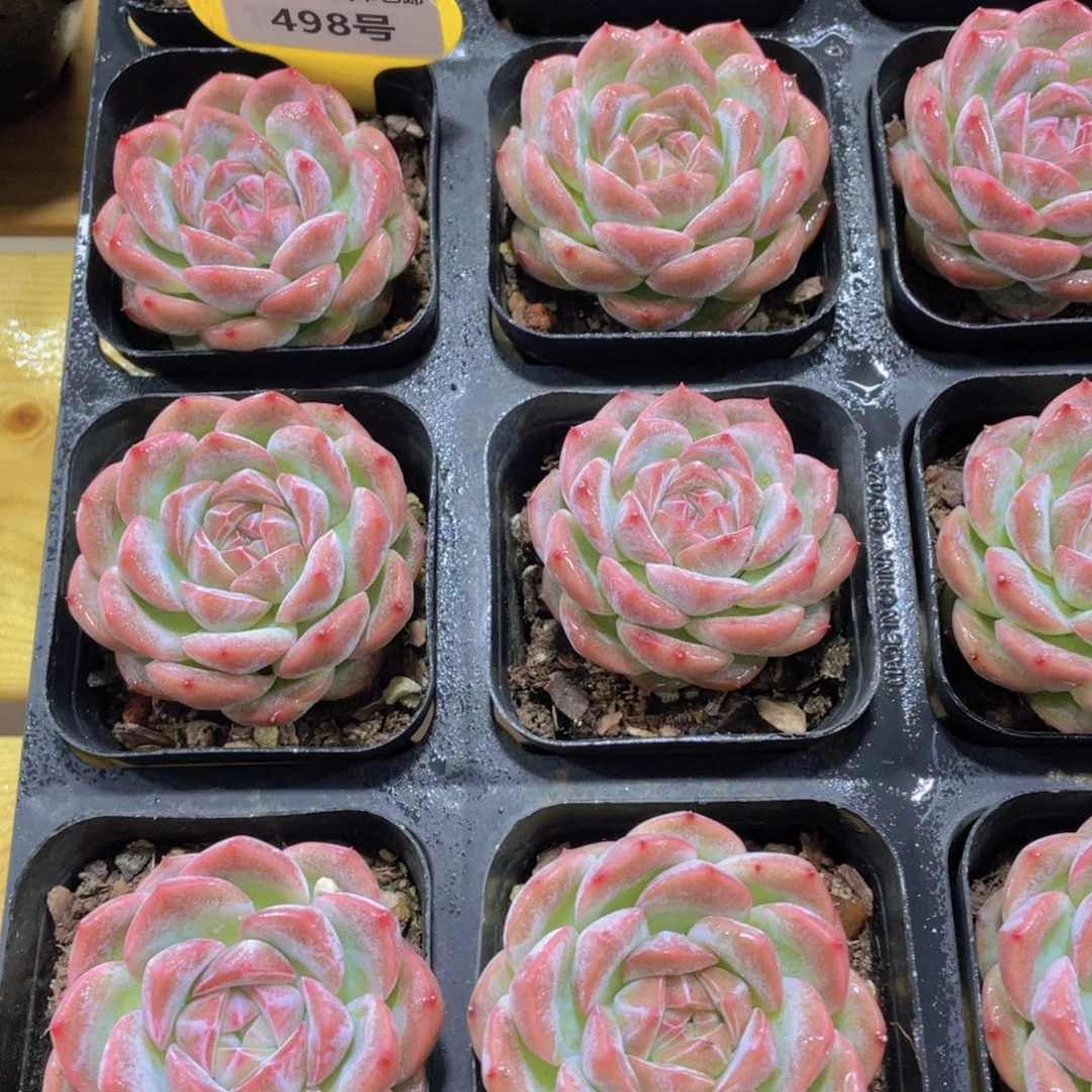 498号 丸叶钻石粉胖子珍妮单头一个