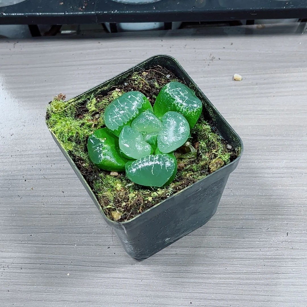 姬翠玉露一勿一拍