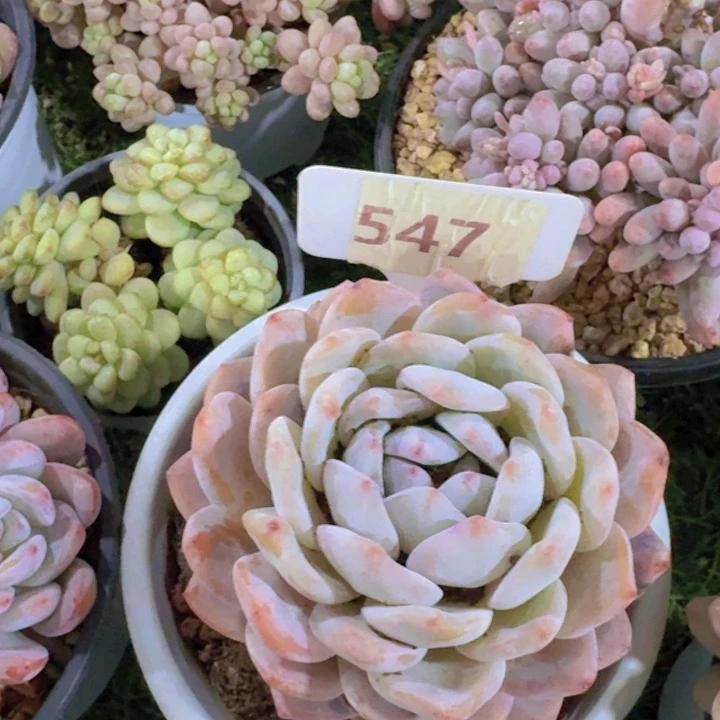 健健康康平平安安