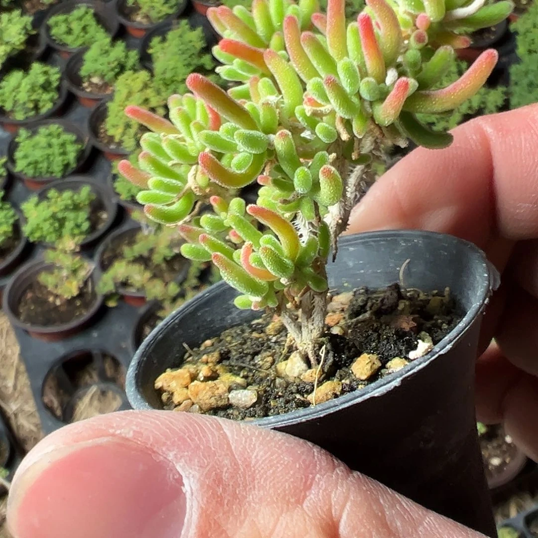 荧光兔老桩50杯精品