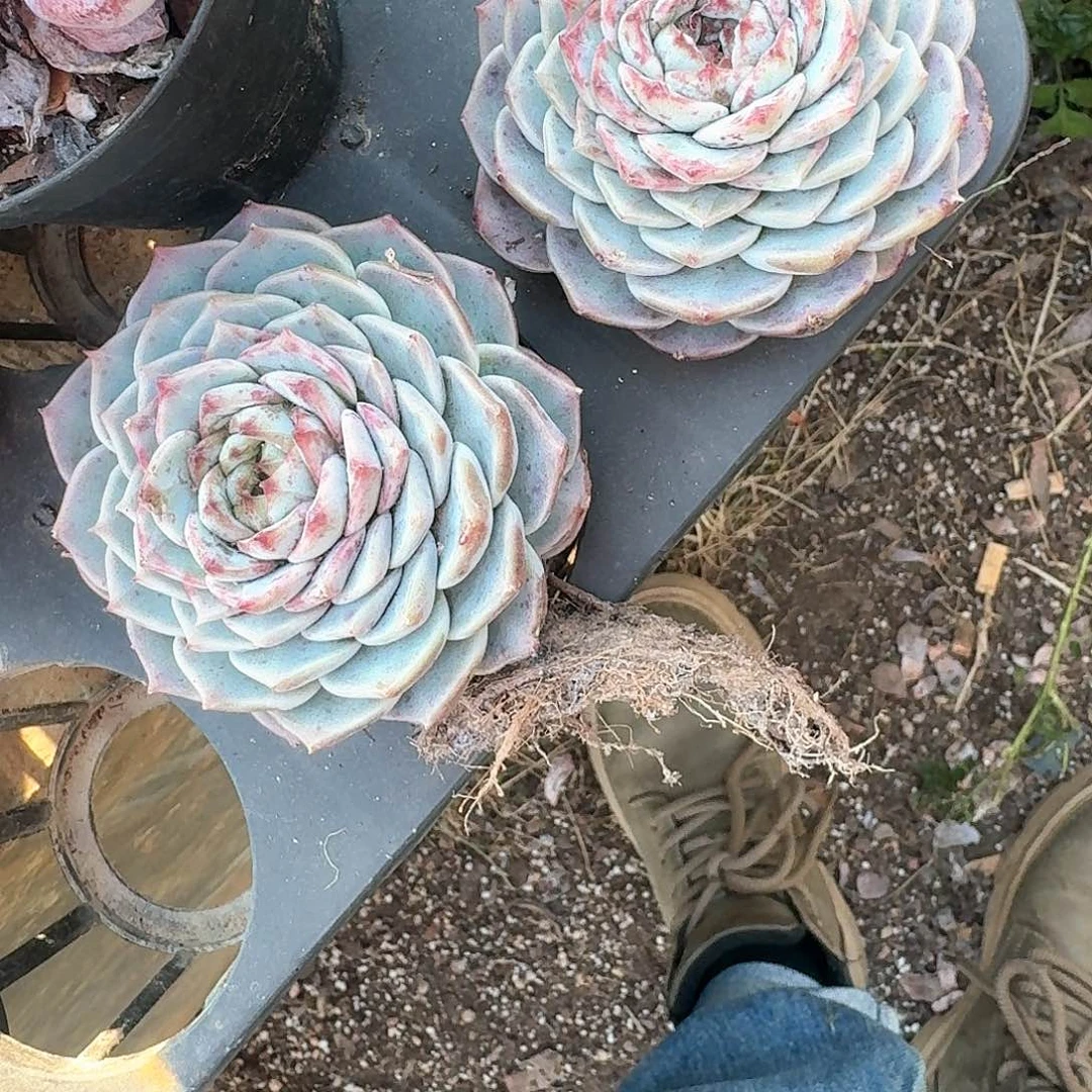 心**天鹅绒34646466444