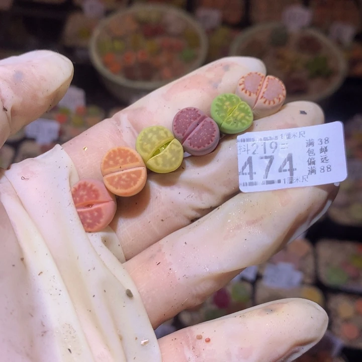 ?精品生石花219.474