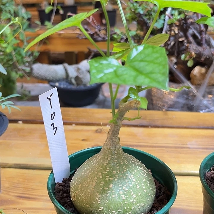 汤圆植物Y03银叶睡布袋