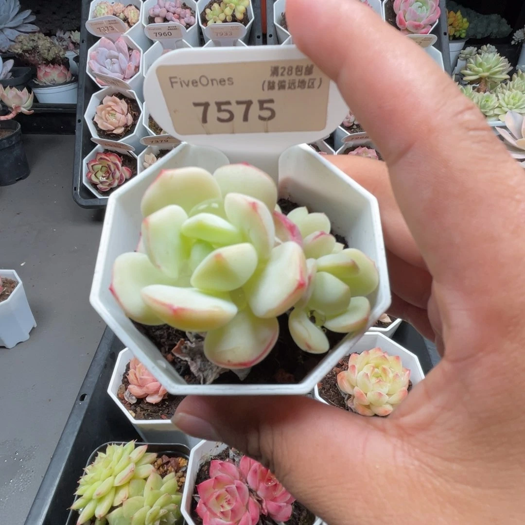 7575香草4.5厘米