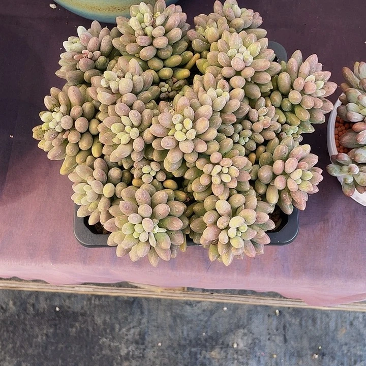 妞***妞寄养多肉植物粉色恋人