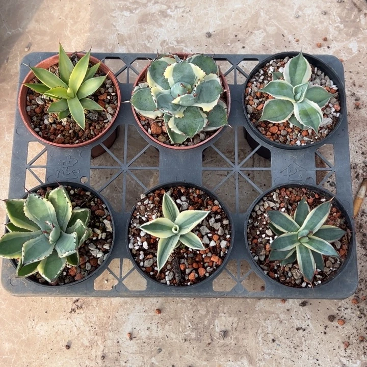 新手福利套餐6个一组