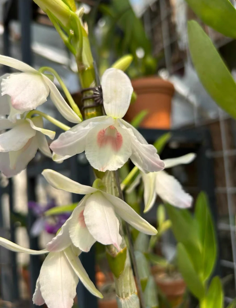 秋冬带花苞香石斛室内花卉盆栽四季开花满屋飘香