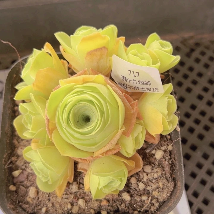 717 裸根不带土发货