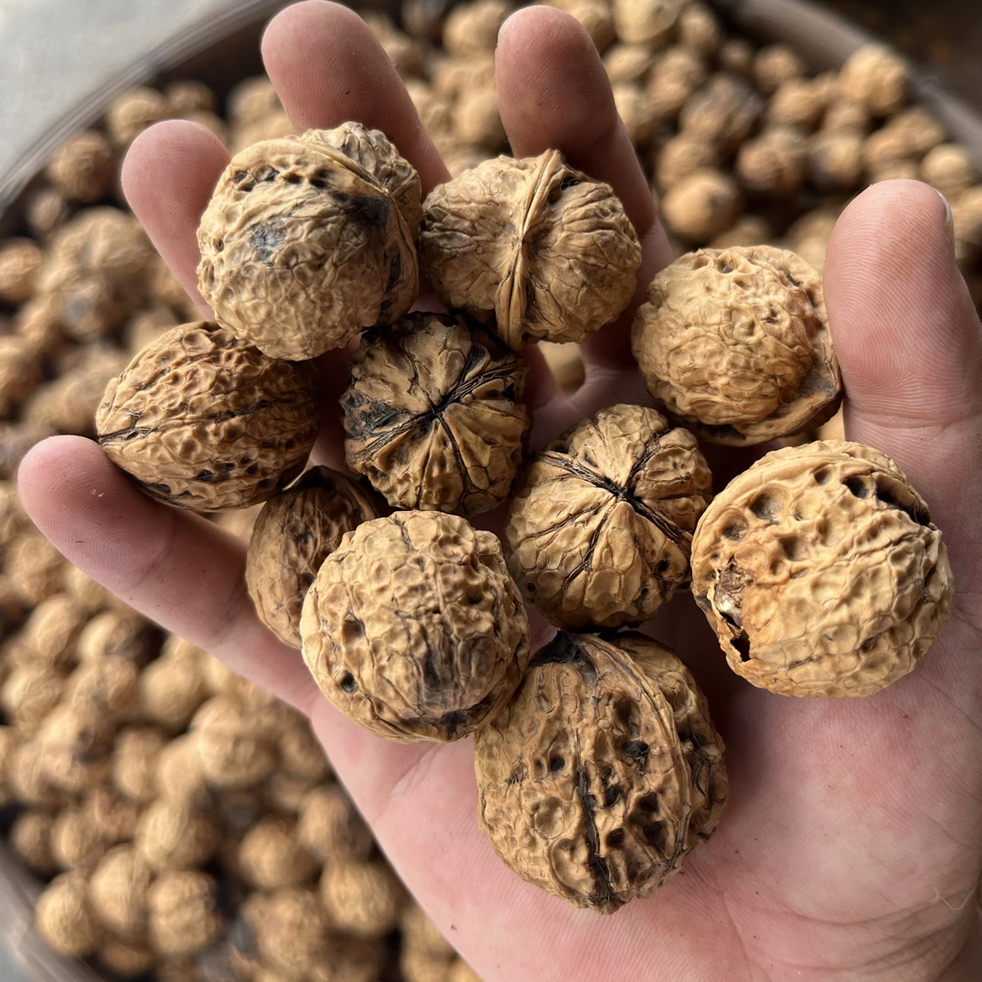云南老树高山老品种核桃