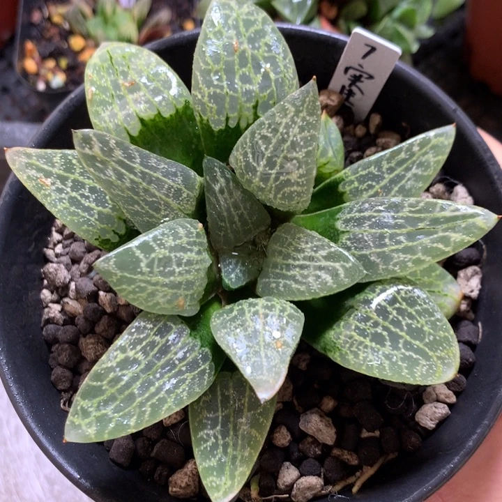 7号实生寿一物一拍