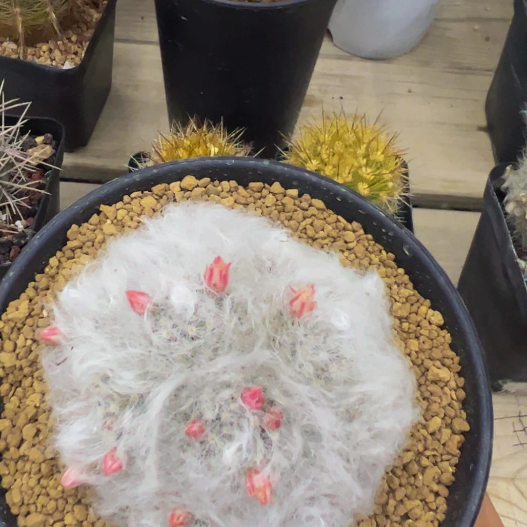 无刺白云高砂多肉植物