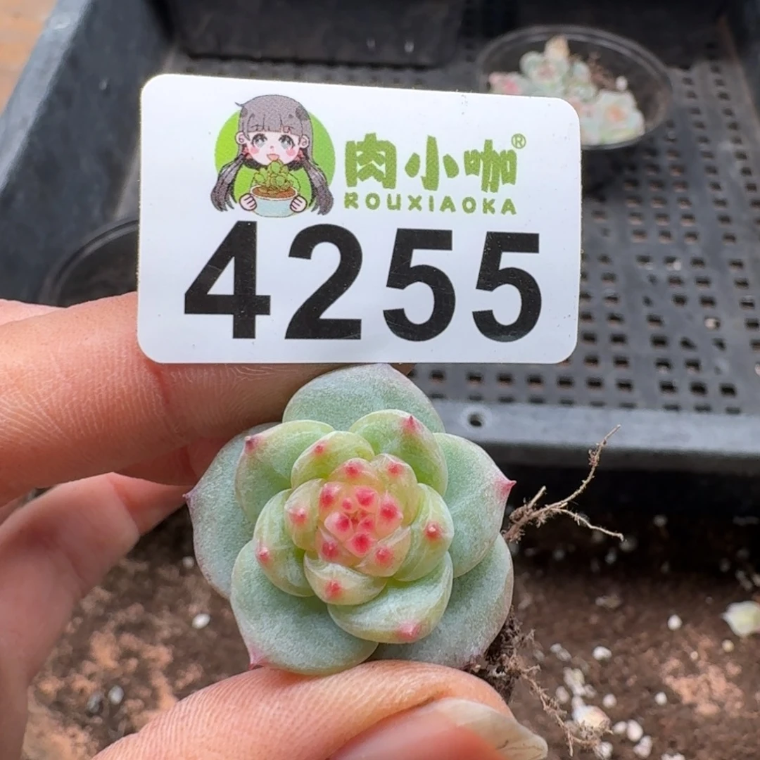 柚***~多肉植物多肉植物