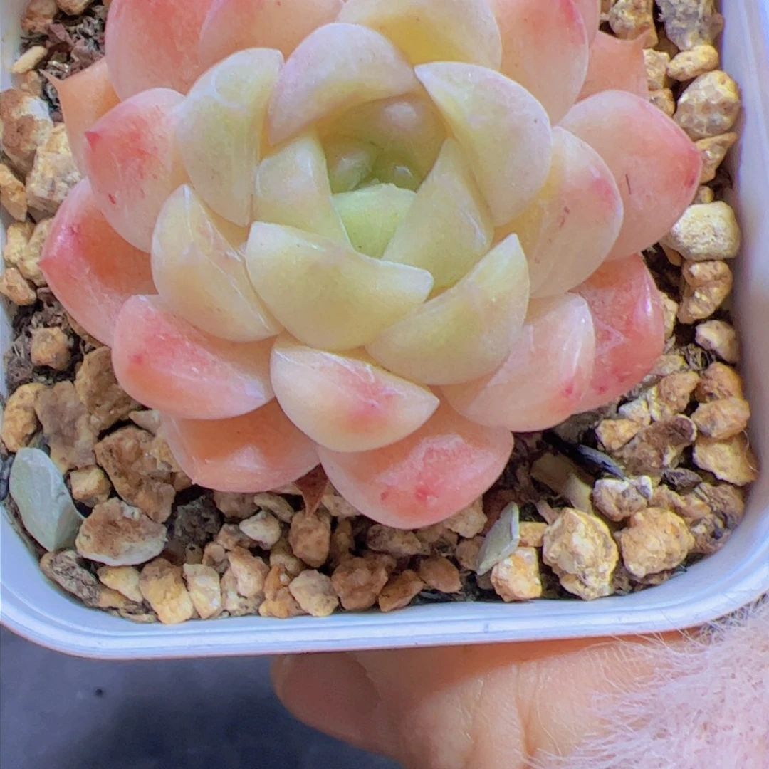 哎***哦珍妮，多肉植物