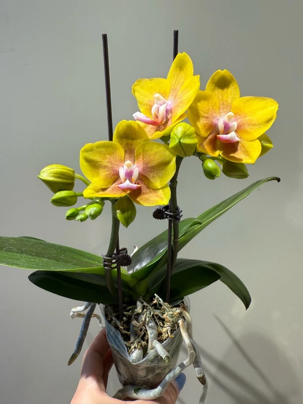 香水黄金蝴蝶兰蜡质花苗情优质叶片碧绿好养室内绿植盆栽