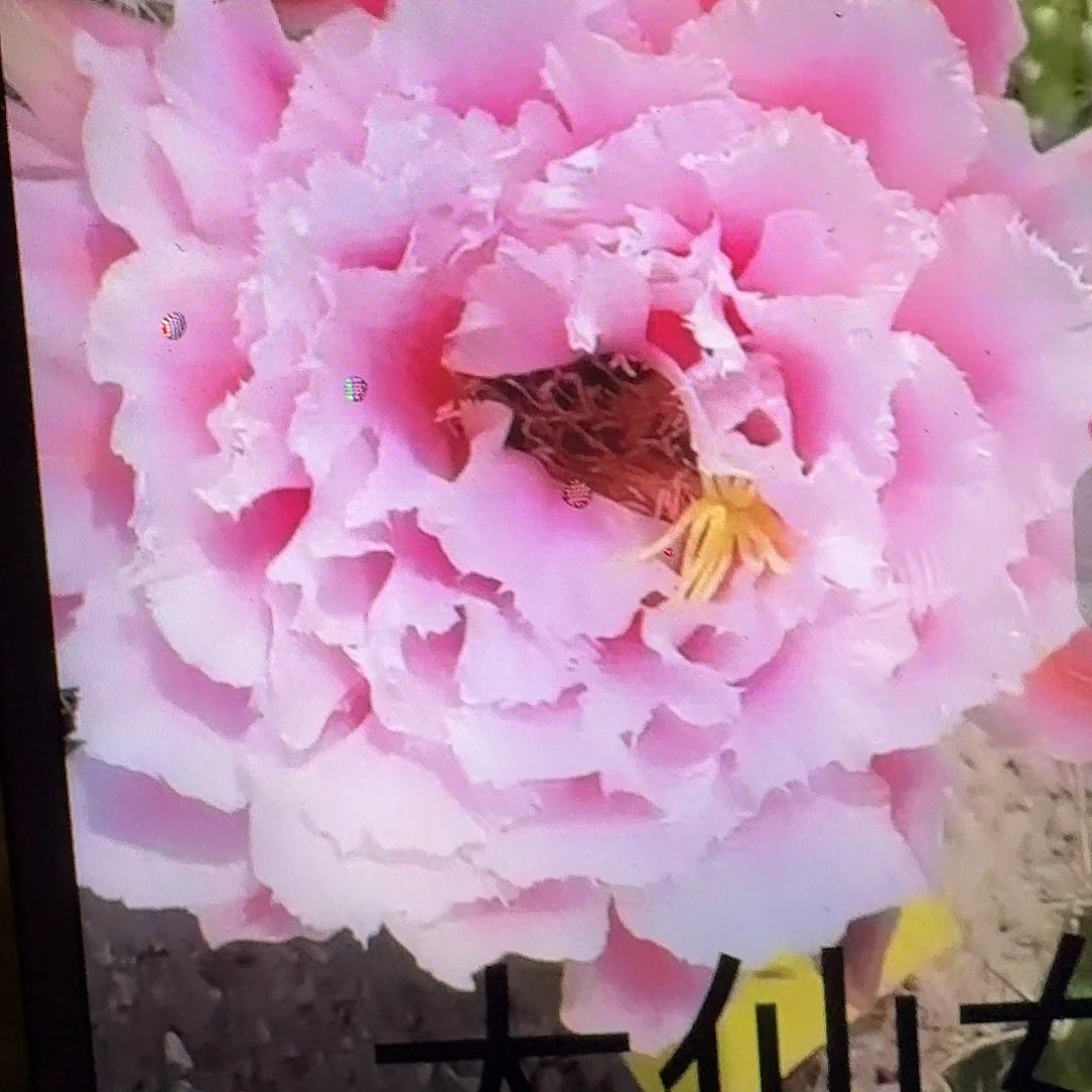 大仙女侧芽5公分毛花柱