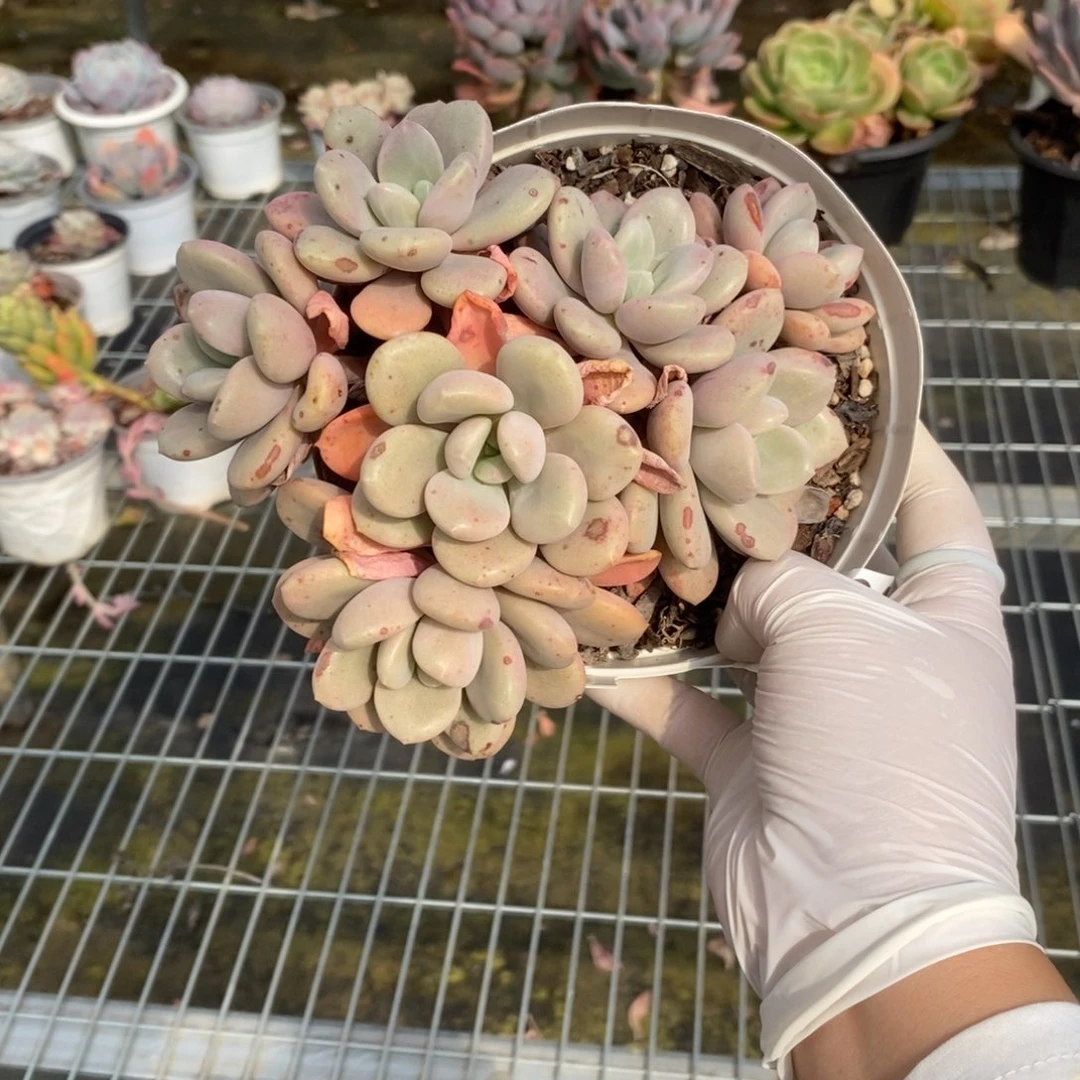 4164不知名一物一拍
