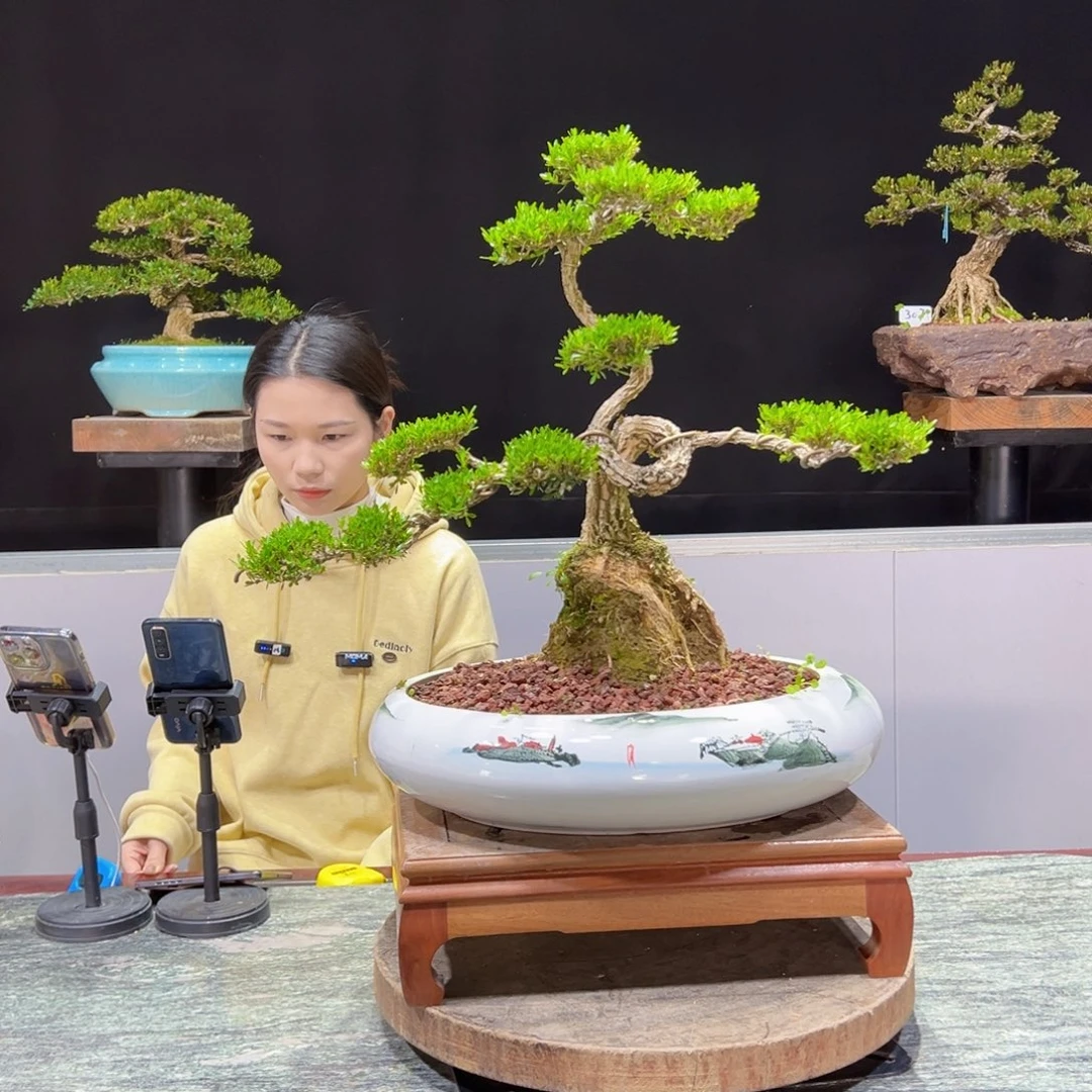 黄杨盆景黄杨盆景雀舌软枝