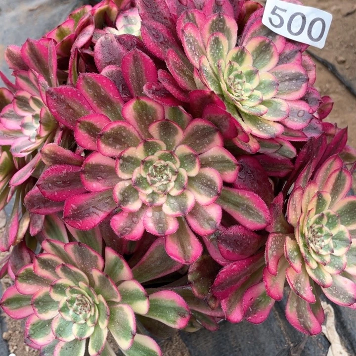 500多肉植物月蝉