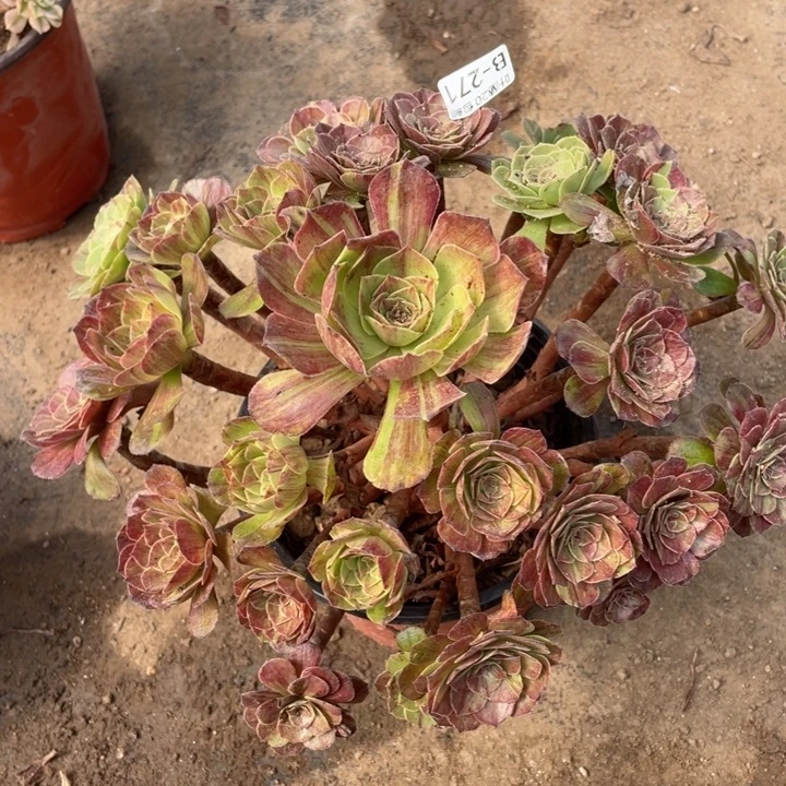 271花月叶多肉12344788