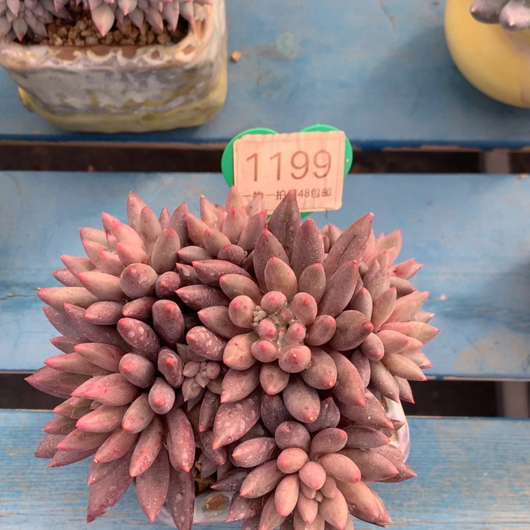 红蜻蜓无砍平头1199