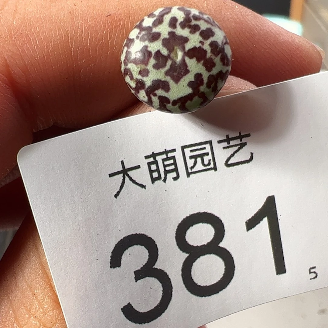 0000381 一物一拍……