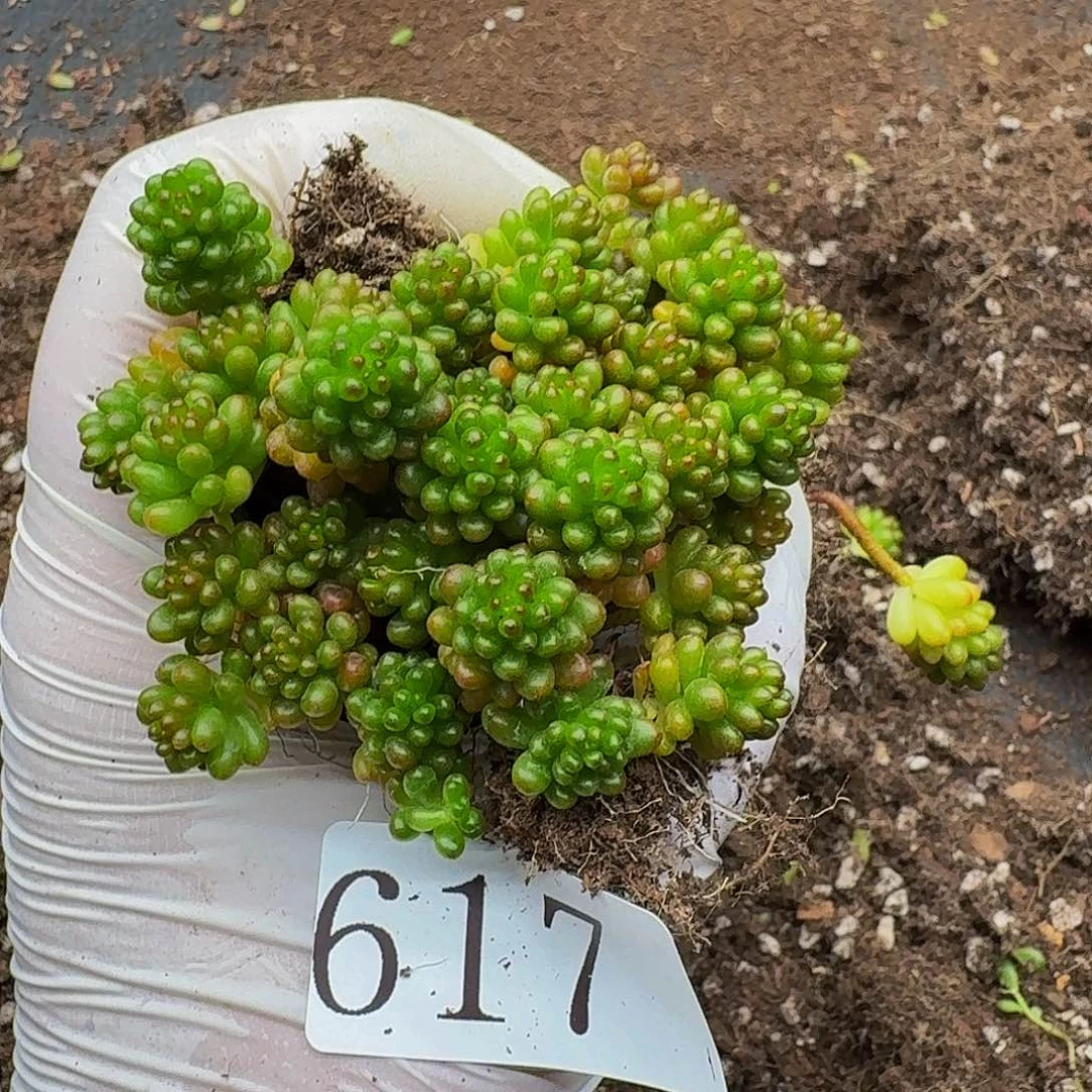 多肉植物多肉植物617