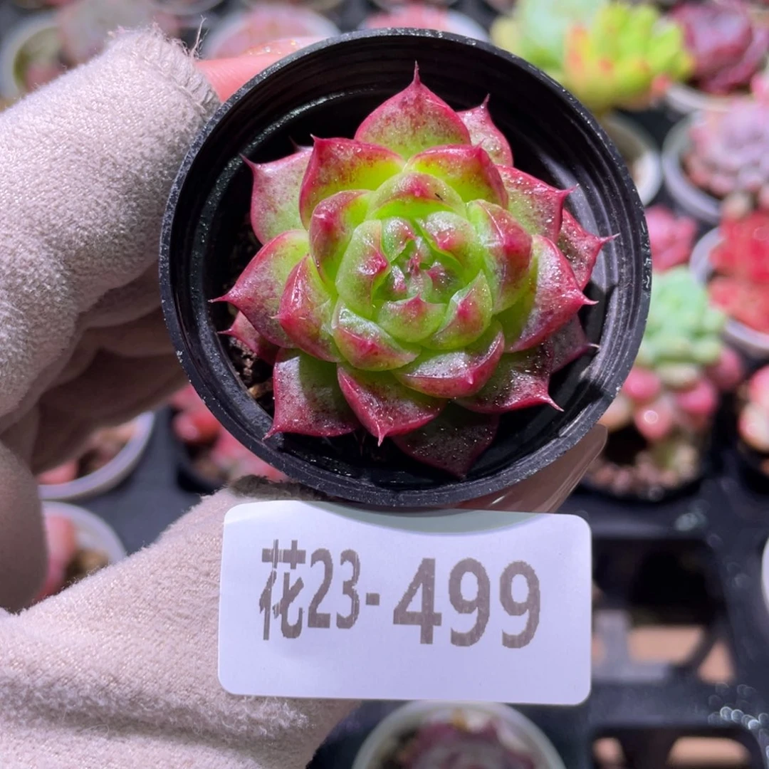 花利美23-499海王