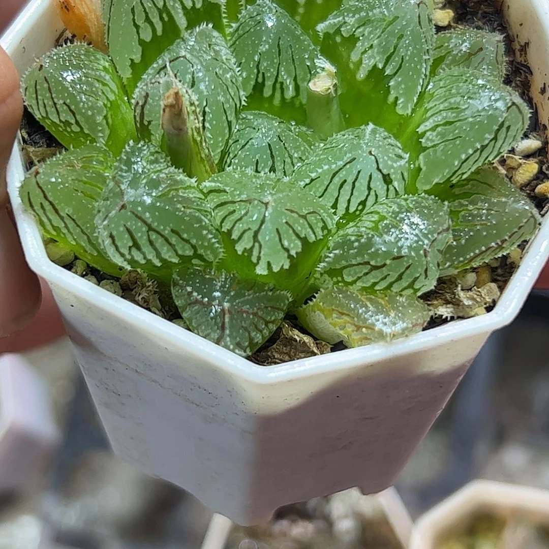 冰玉十二卷多肉植物满