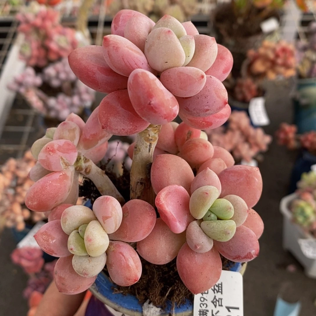 樱花洛神421/8c m