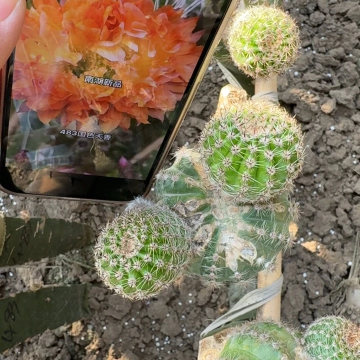 241彩草国色天香歪无根侧牙4公分左右