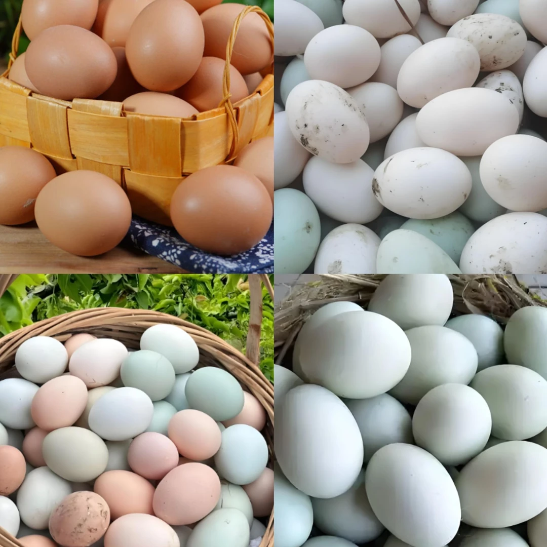 农家现称现买土货鸡蛋、鸭蛋、鹅蛋