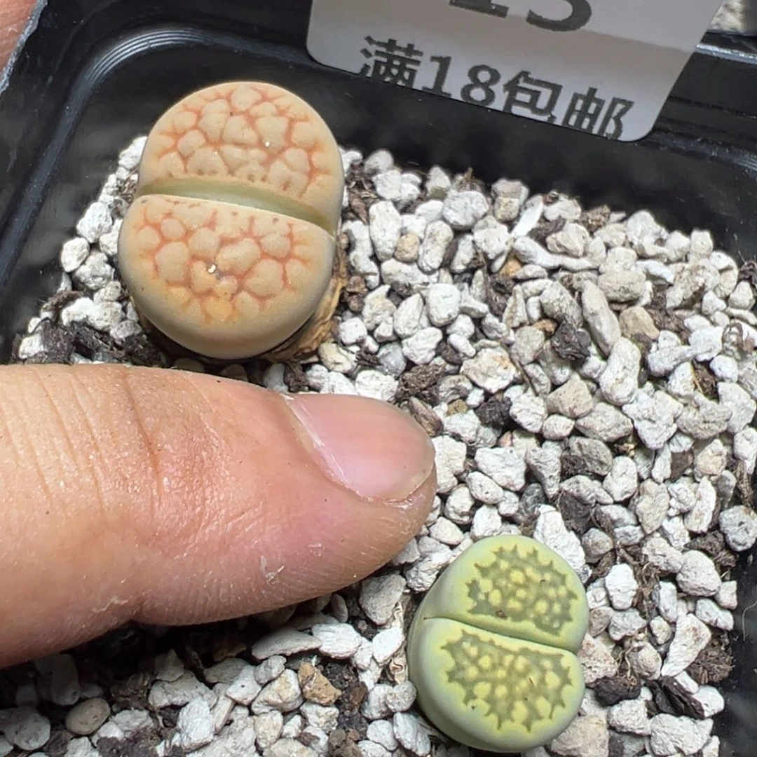 【闪购商品】 313。
