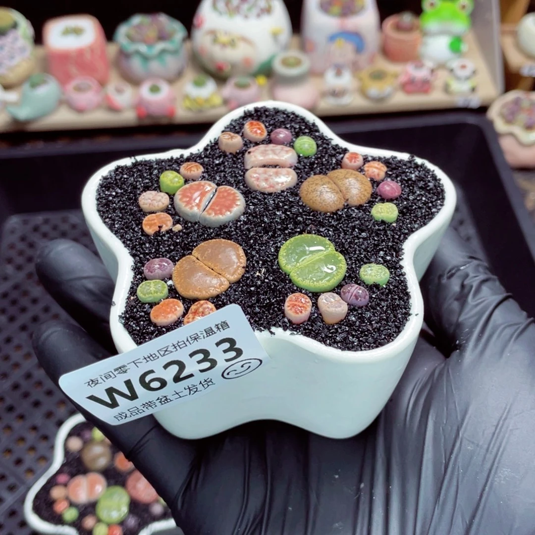 小***子夜间零下地区拍保温箱w6233