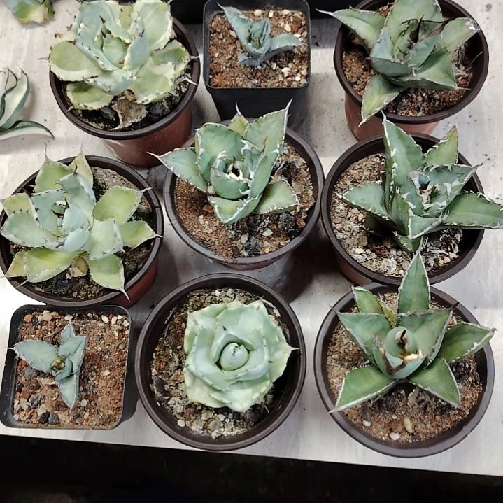 沾**草龙舌兰组合多肉植物