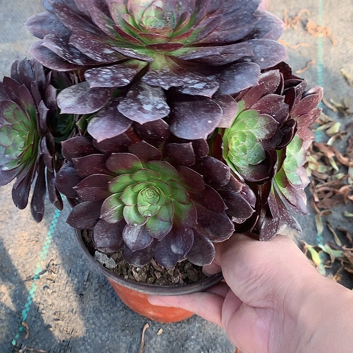 327赤焰莲多肉植物