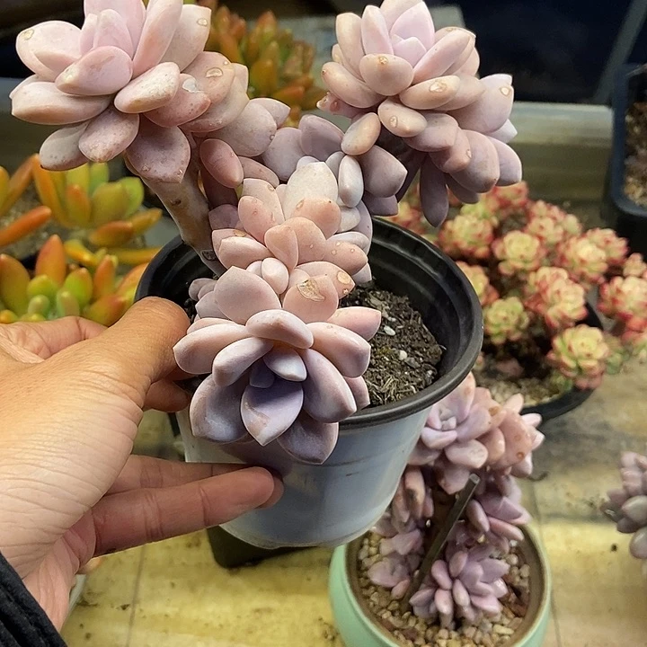 ?**?多肉植物一物一拍
