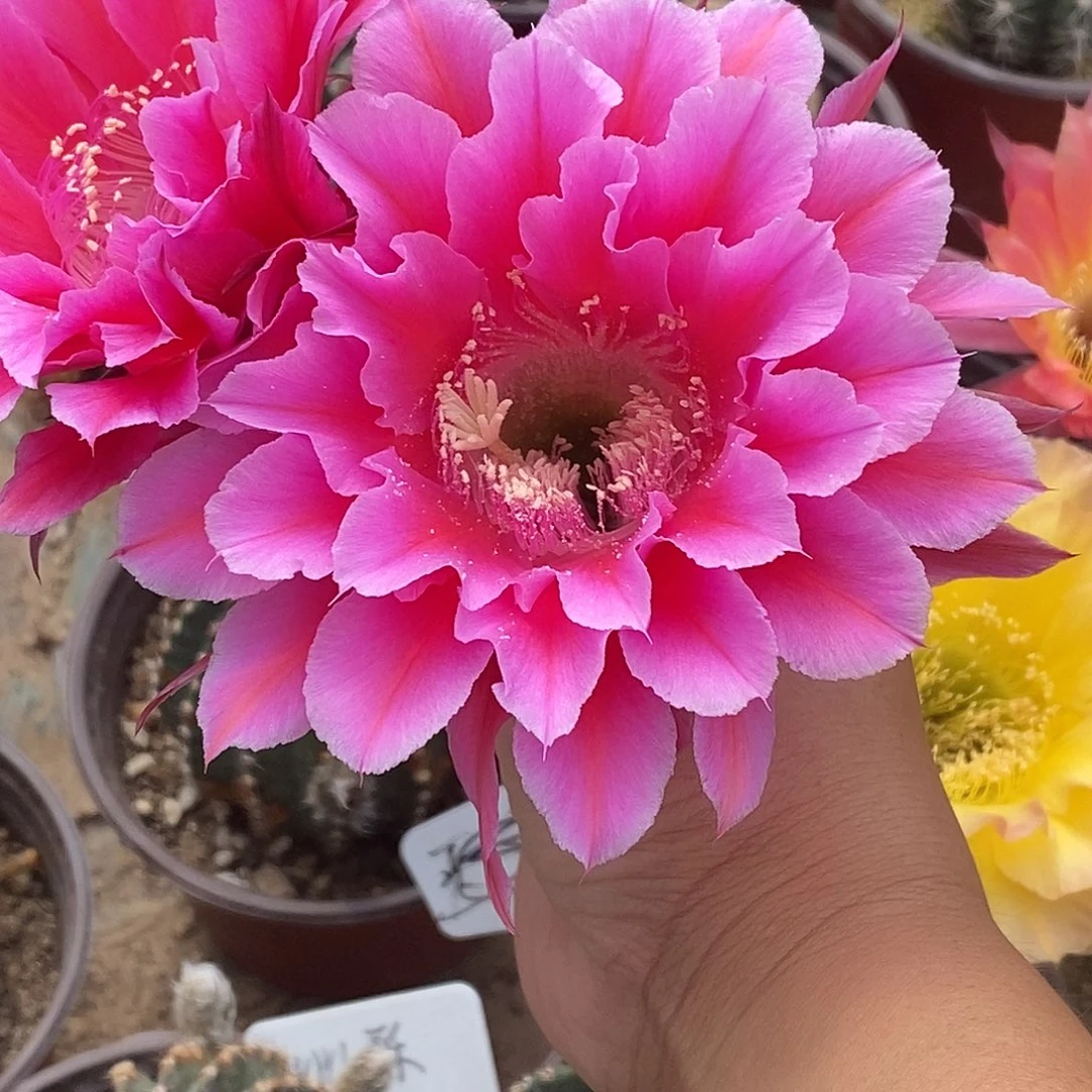 彩107侧芽5公分以上