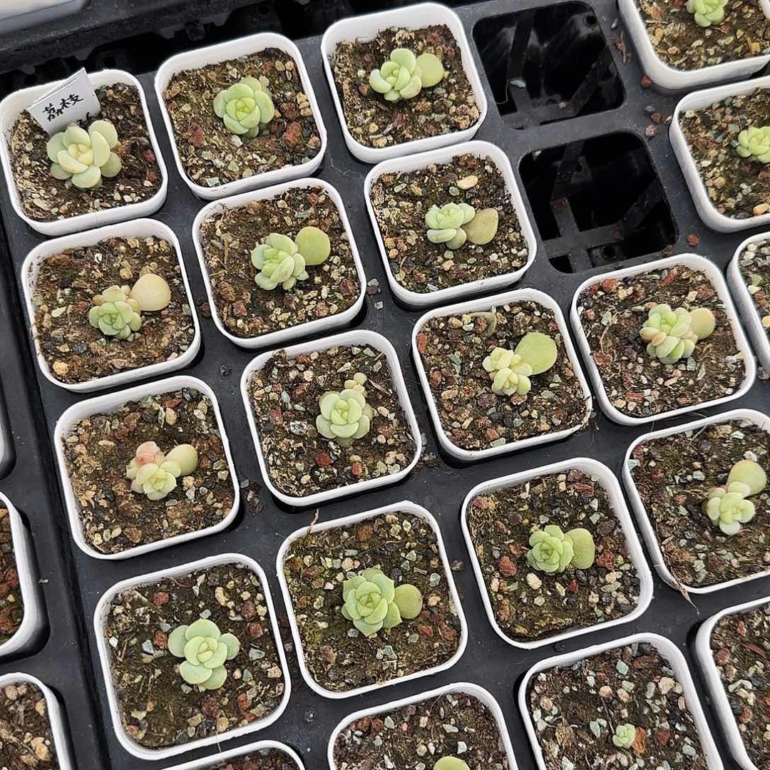 荔枝外棚5 cm盆一个满25包邮