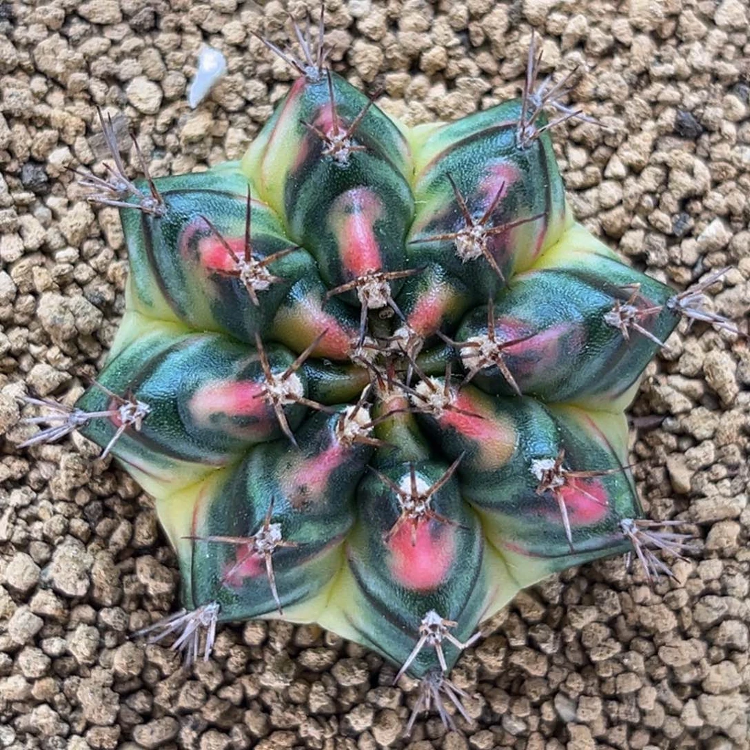 桃太郎后代 米哈仙人球