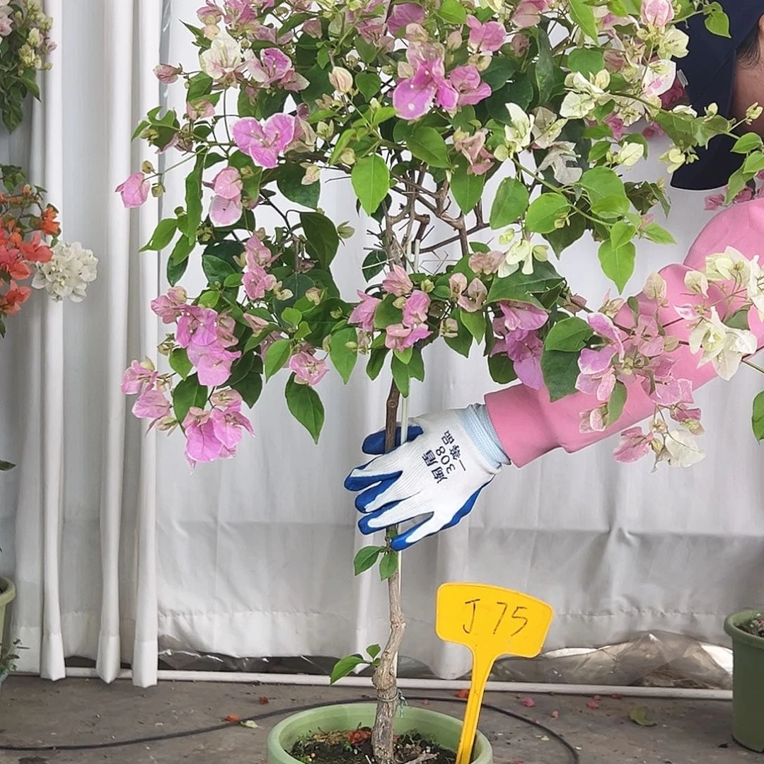 蘑***菇大部分花苞少量开放J75广红樱