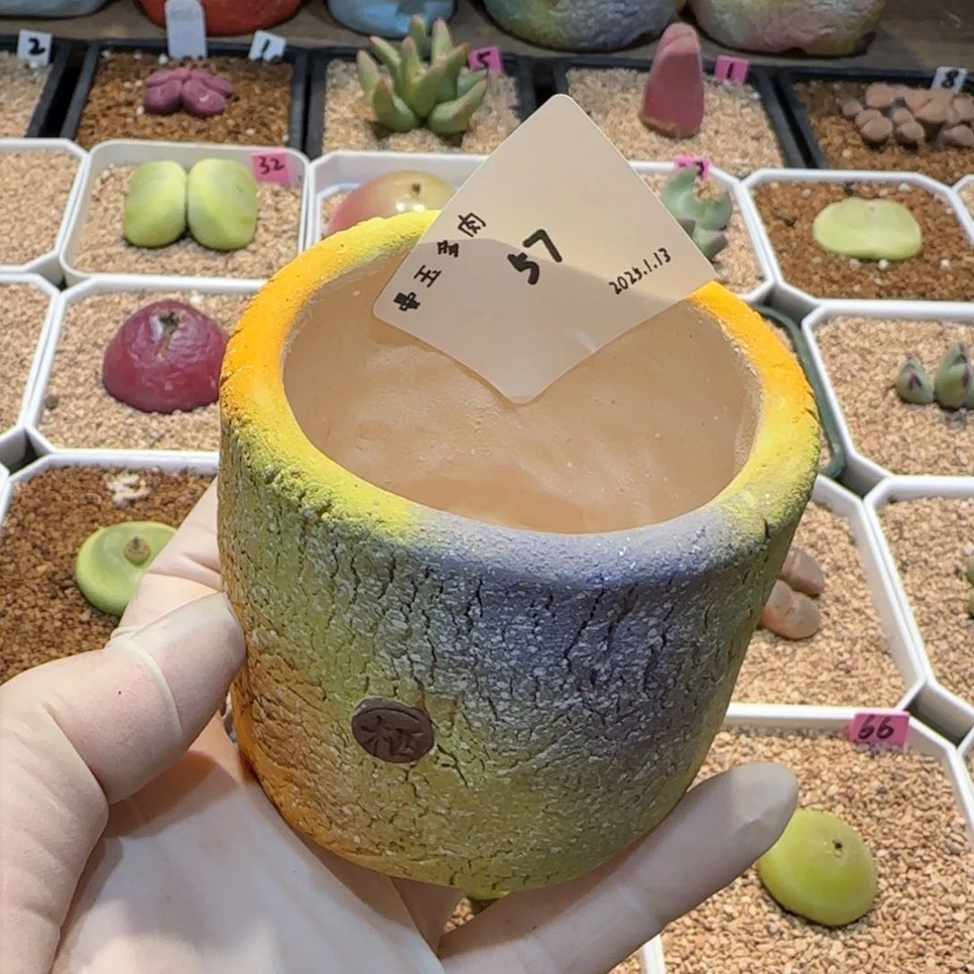 *️****多肉多肉多肉1.13-057