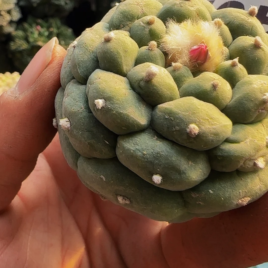 佛头492萝卜根的