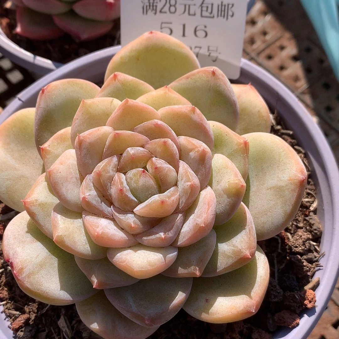 【闪购商品】云516号水中月8厘米